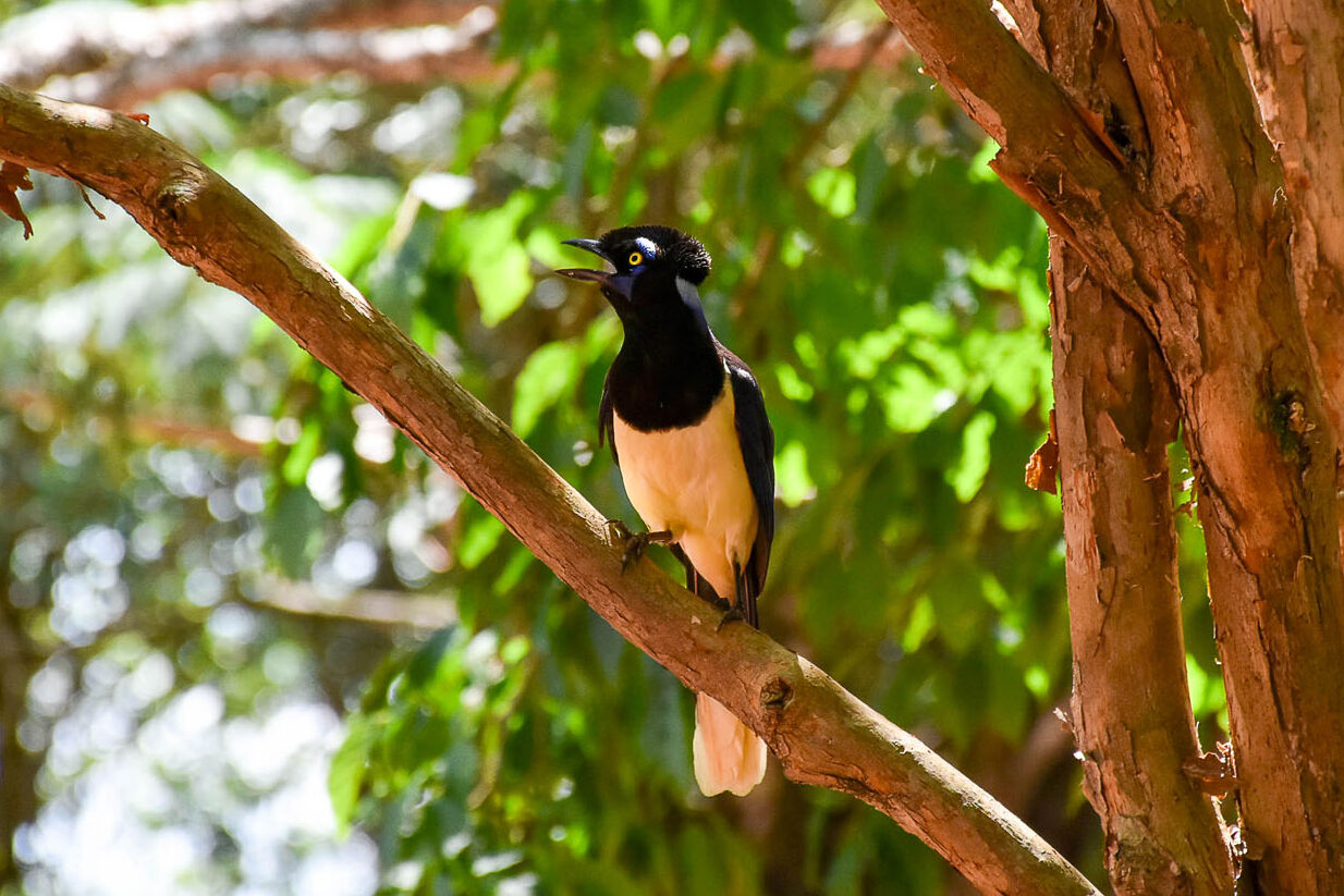 Iguazu falls