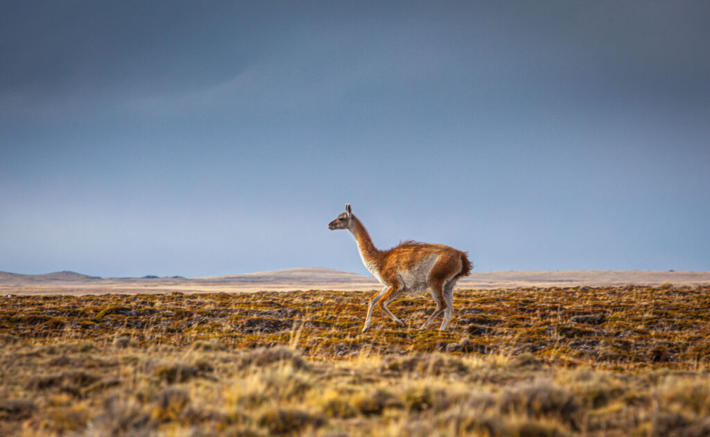 Patagonia