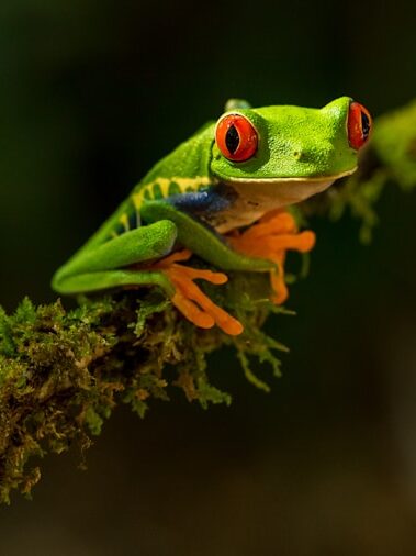 Costa Rica