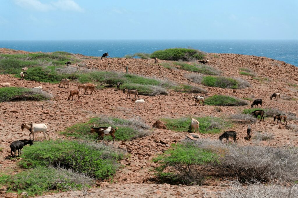 Aruba