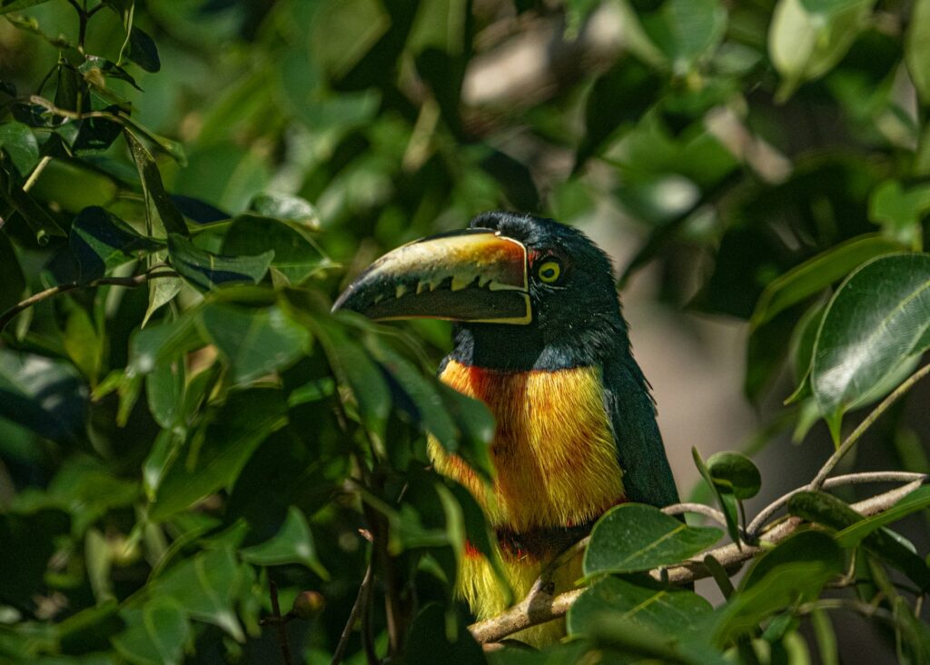 Tikal Guatemala