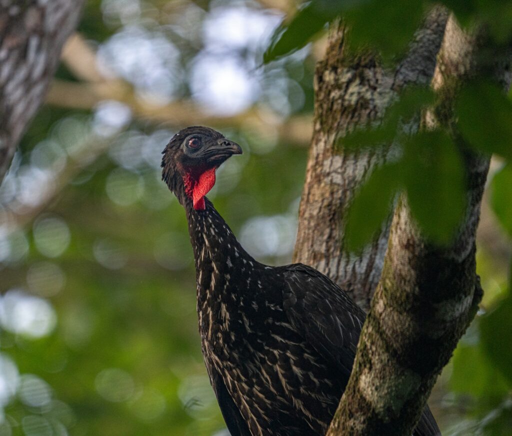 Tikal Guatemala